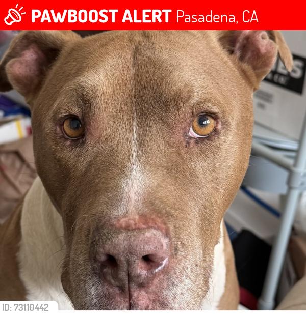 Lost Male Dog last seen Kenneth Way and Coniston Rd, Pasadena, CA 91103