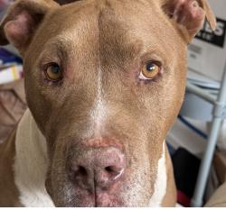 Lost Male Dog last seen Kenneth Way and Coniston Rd, Pasadena, CA 91103