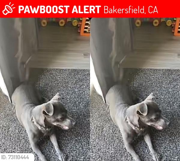 Lost Male Dog last seen Sarona st & Mohawk, Bakersfield, CA 93308