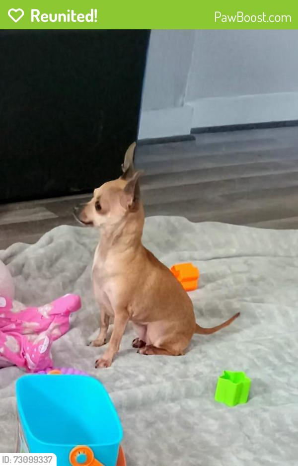 Reunited Female Dog last seen Little Cove Rd, Boaz, AL 35956