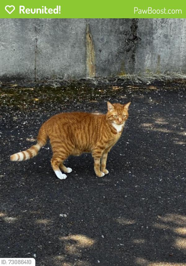 Reunited Female Cat last seen Jefferson parkway, Lake Oswego, OR 97034