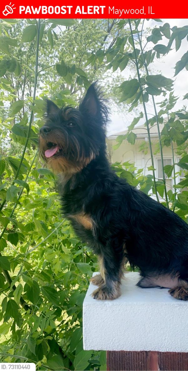 Lost Male Dog last seen 17th ave and Oak st., Maywood, IL 60153