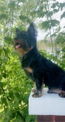 Lost Male Dog last seen 17th ave and Oak st., Maywood, IL 60153