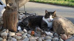 Lost Male Cat last seen Amethyst and Church, Rancho Cucamonga, CA 91730