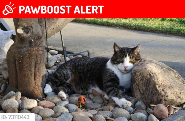 Lost Male Cat last seen Amethyst and Church, Rancho Cucamonga, CA 91730