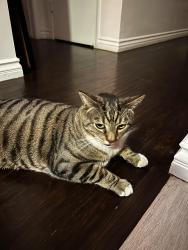 Reunited Male Cat last seen Bellagio express car wash, Carson, CA 90745