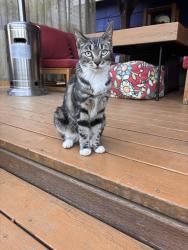 Reunited Unknown Cat last seen SW Huntington or SW Lynnridge, Portland, OR 97225