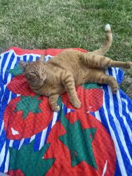 Lost Male Cat last seen Winding way and Garfield, Carmichael, CA 95608