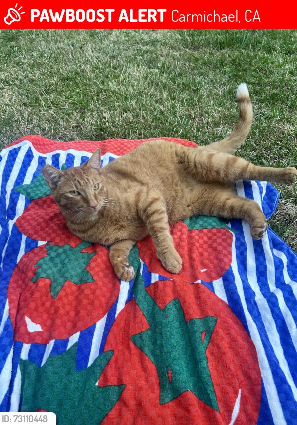 Lost Male Cat last seen Winding way and Garfield, Carmichael, CA 95608