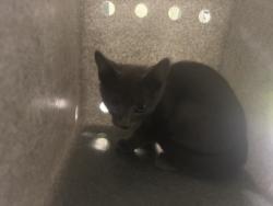 Shelter Stray Female Cat last seen , 1850 W 60th St, Los Angeles, CA 90047, USA