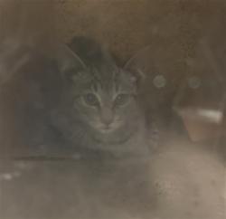 Shelter Stray Male Cat last seen , 1850 W 60th St, Los Angeles, CA 90047, USA