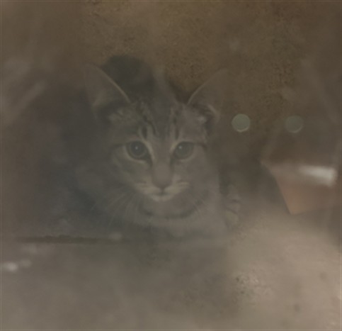 Shelter Stray Male Cat last seen , 1850 W 60th St, Los Angeles, CA 90047, USA