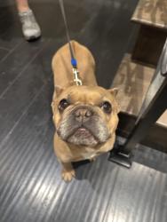 Reunited Unknown Dog last seen Near Via La Paloma, Chula Vista, CA 91910