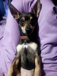 Reunited Male Dog last seen Victor Avenue, Dayton, OH 45405