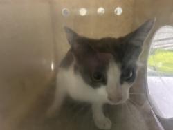Shelter Stray Male Cat last seen , 1850 W 60th St, Los Angeles, CA 90047, USA