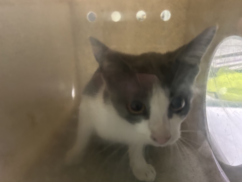 Shelter Stray Male Cat last seen , 1850 W 60th St, Los Angeles, CA 90047, USA