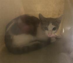 Shelter Stray Female Cat last seen , 1850 W 60th St, Los Angeles, CA 90047, USA