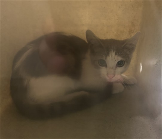 Shelter Stray Female Cat last seen , 1850 W 60th St, Los Angeles, CA 90047, USA