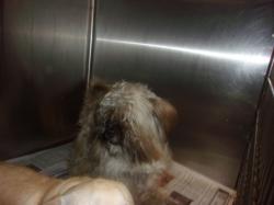 Shelter Stray Male Dog last seen , 14409 Vanowen St, Van Nuys, CA 91405, USA