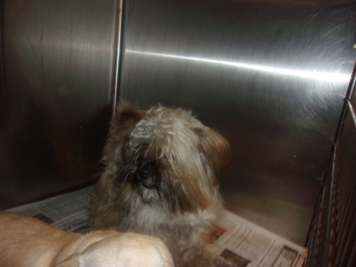 Shelter Stray Male Dog last seen , 14409 Vanowen St, Van Nuys, CA 91405, USA