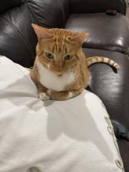 Lost Female Cat last seen Beside Firework Stand, Conroe, TX 77303
