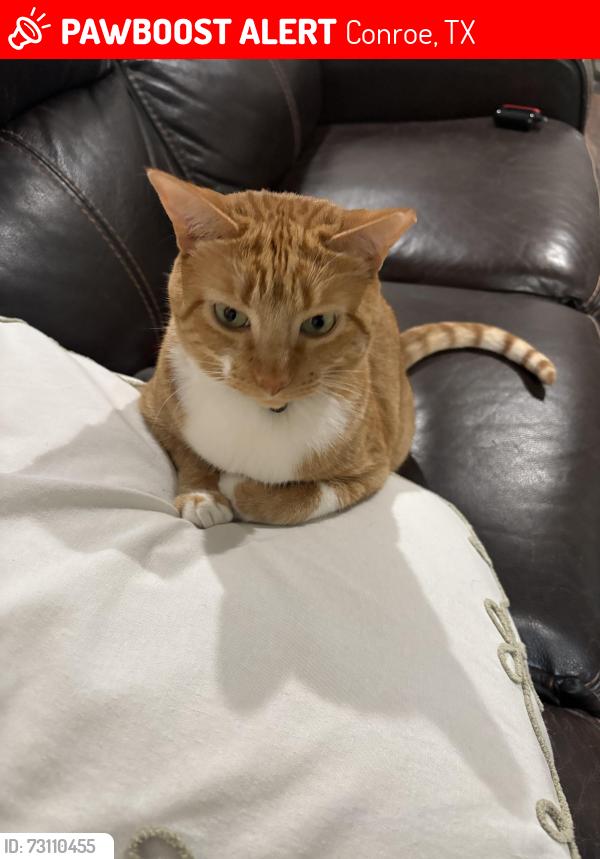 Lost Female Cat last seen Beside Firework Stand, Conroe, TX 77303