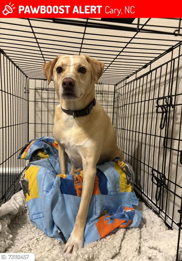 Lost Male Dog last seen Near Kingsford Dr, Cary, NC 27518