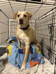 Lost Male Dog last seen Near Kingsford Dr, Cary, NC 27518