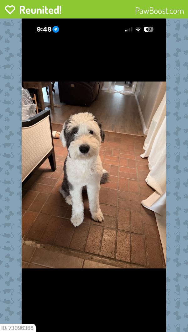 Reunited Female Dog last seen Orchid and lemon, Hesperia, CA 92345