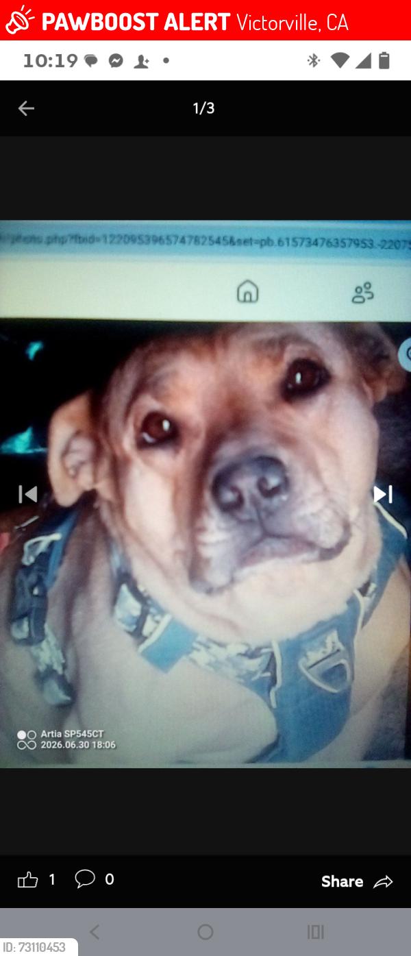 Lost Female Dog last seen Behind the recycling center on d Street, Victorville, CA 92307