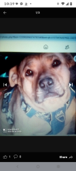 Lost Female Dog last seen Behind the recycling center on d Street, Victorville, CA 92307