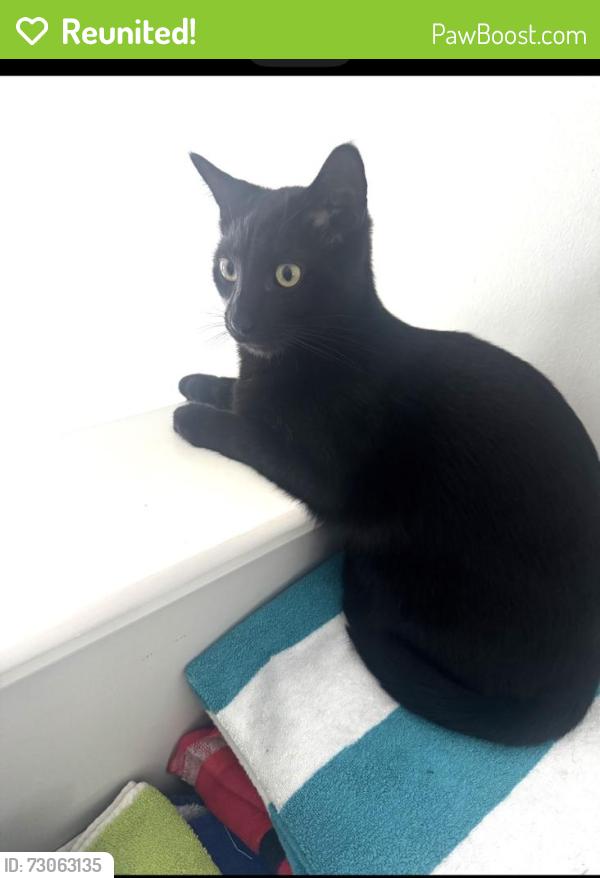 Reunited Male Cat last seen 6 mile and beck rd, Northville, MI 48168