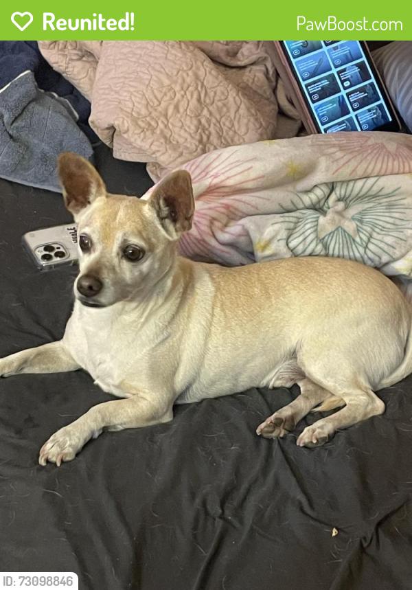 Reunited Male Dog last seen Duck hill springs dr, Whitney, NV 89122