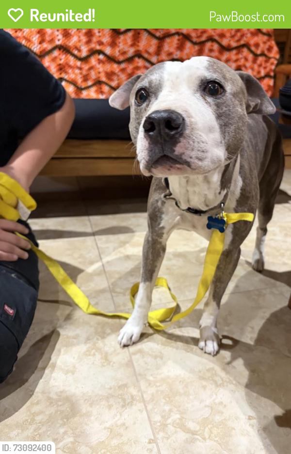 Reunited Male Dog last seen Comanche and Juan Tabo, Albuquerque, NM 87111