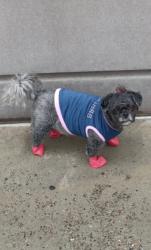 Lost Female Dog last seen 4,5,6 Train, New York, NY 10035