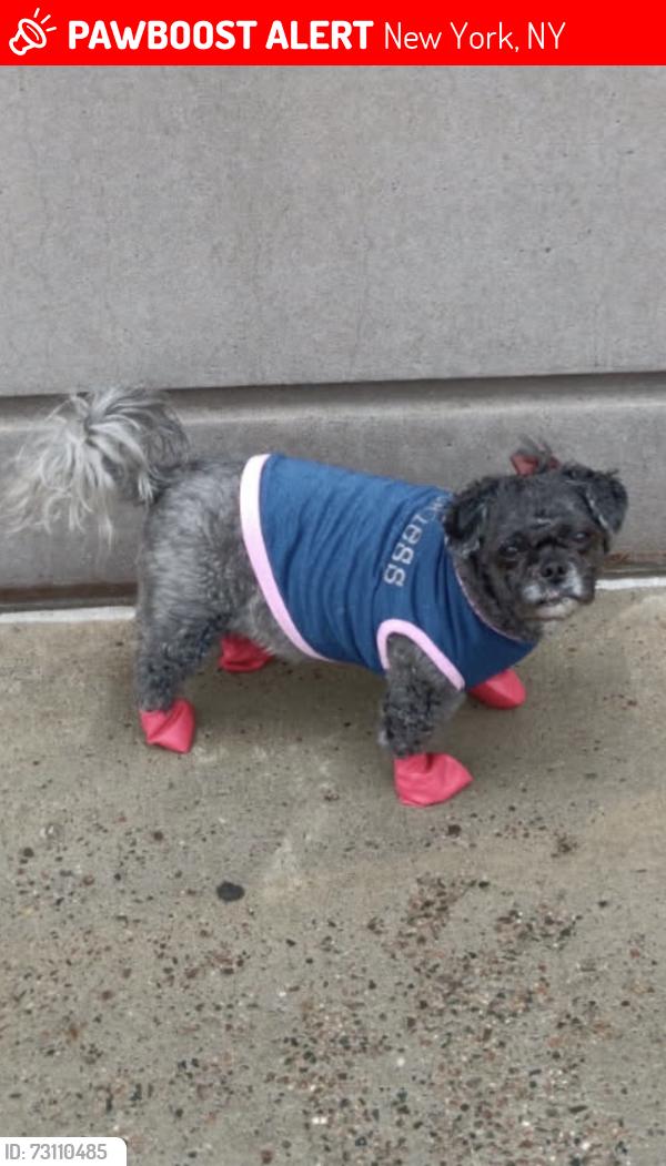 Lost Female Dog last seen 4,5,6 Train, New York, NY 10035