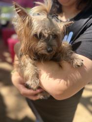 Lost Female Dog last seen Hirsch and weaver rd, Houston, TX 77016