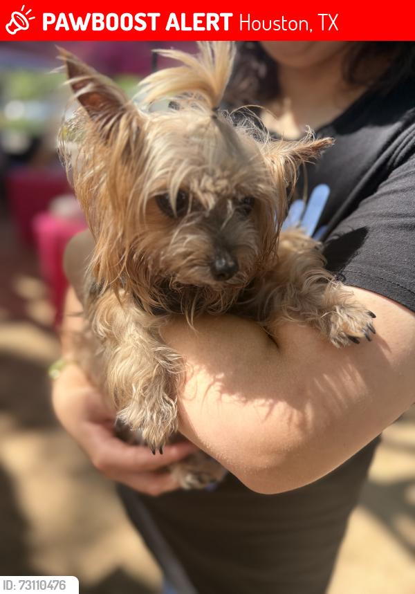 Lost Female Dog last seen Hirsch and weaver rd, Houston, TX 77016