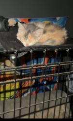 Reunited Female Cat last seen kittrell halls hill rd, Rutherford County, TN 37149