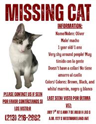Reunited Male Cat last seen Near Westmoreland Ave, Los Angeles, CA 90006, USA, Los Angeles, CA 90006