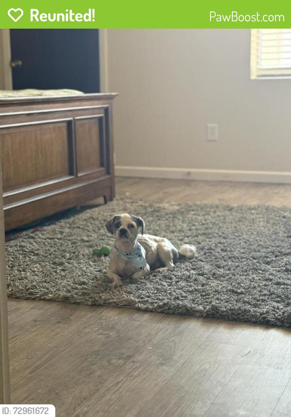 Reunited Male Dog last seen glenlivet way and Rojas 79928, El Paso County, TX 79928