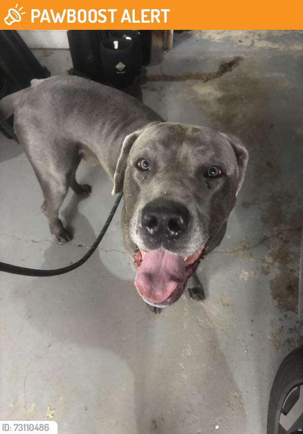 Found/Stray Male Dog last seen Milligantown Road, Westmoreland County, PA 15068