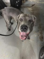 Found/Stray Male Dog last seen Milligantown Road, Westmoreland County, PA 15068