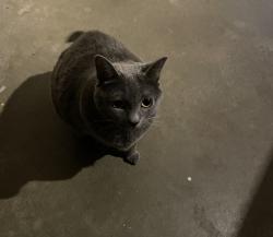 Reunited Unknown Cat last seen Mary hill lane, Port Coquitlam, BC 