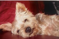 Lost Male Dog last seen Near Street( 7th Ave & Lenox), New York, NY 10027