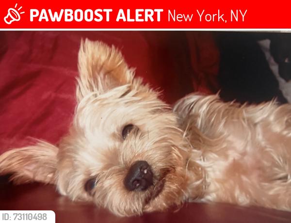 Lost Male Dog last seen Near Street( 7th Ave & Lenox), New York, NY 10027