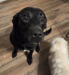 Reunited Female Dog last seen Hwy 12/Ashland City Area, Ashland City, TN 37015