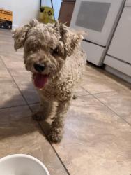 Reunited Female Dog last seen Near Bedford Rd, Las Vegas, NV 89107, USA, Las Vegas, NV 89107