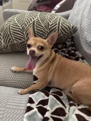 Lost Female Dog last seen Tanner Rd, Houston, TX 77041