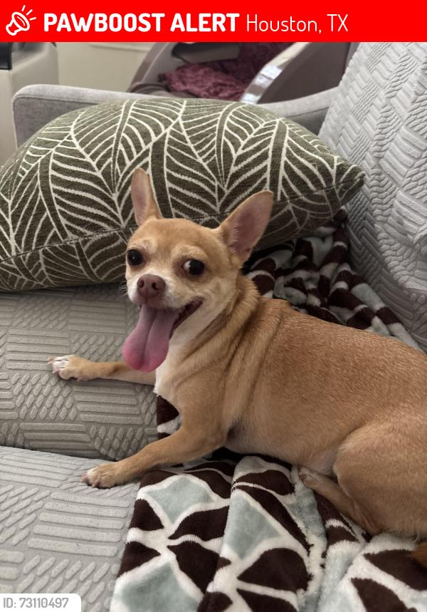 Lost Female Dog last seen Tanner Rd, Houston, TX 77041